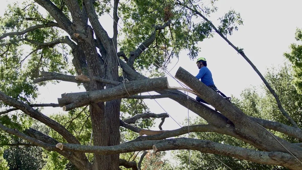 Professional Hazardous Tree Removal performed by certified arborists in Powderly