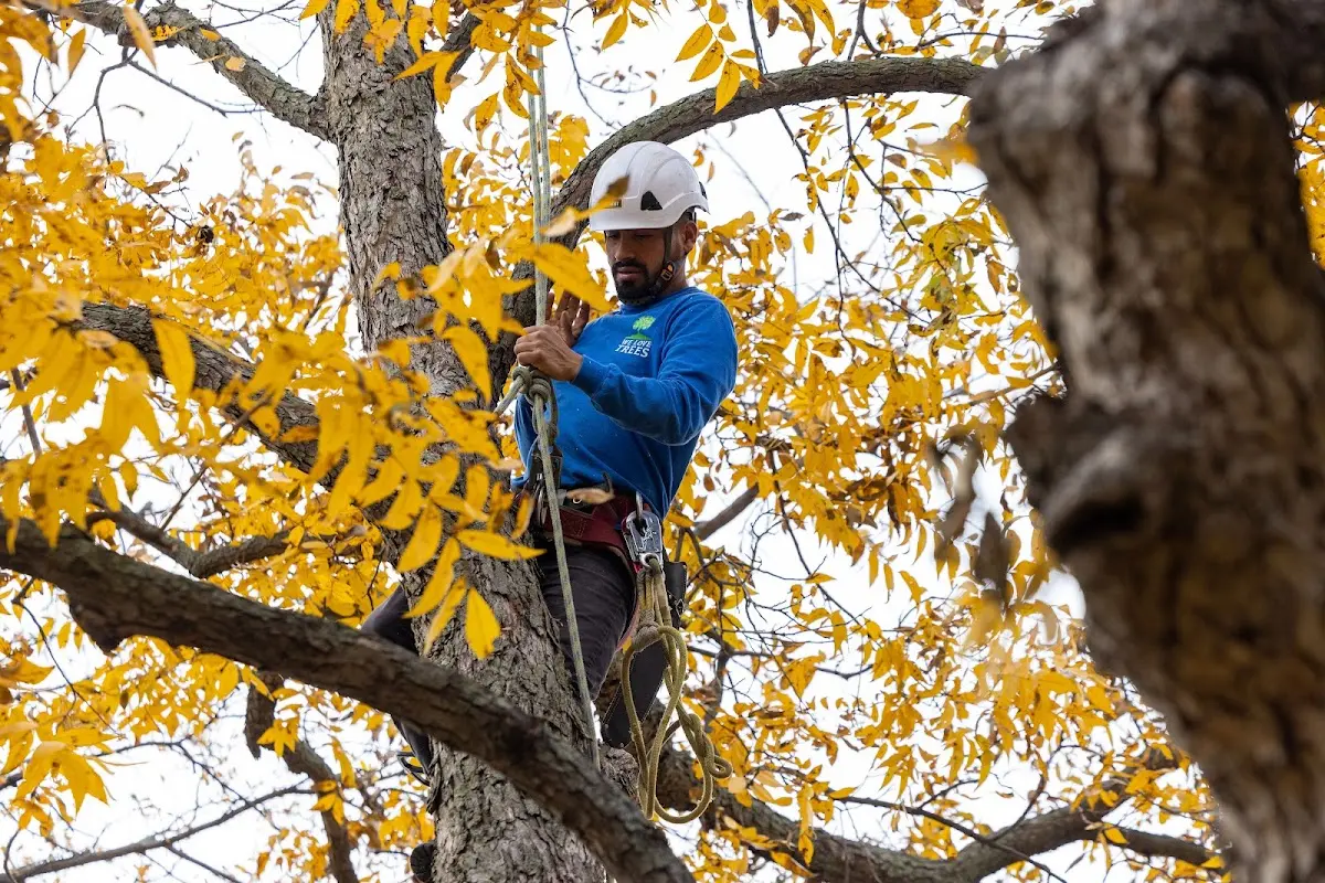 Skilled Tree Pruning crew working in Powderly